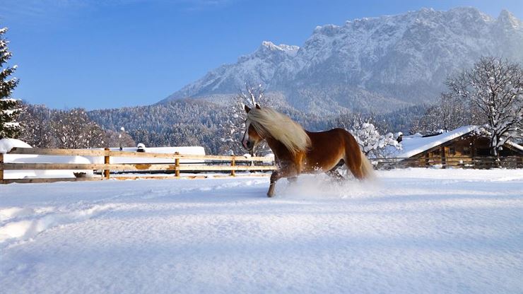 Haflinger Advent