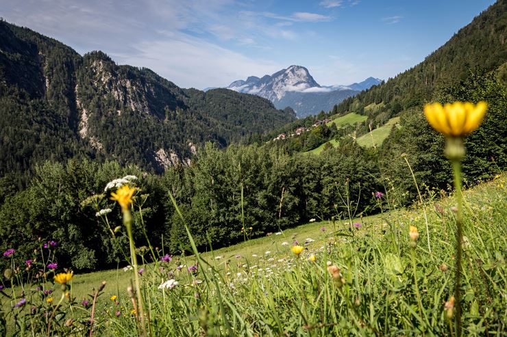 Wilde Kräuter im Kaisertal