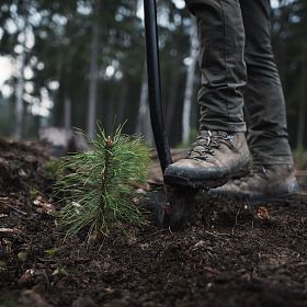 2026_Stellenausschreibung_Förster_c AdobeStock_441756239