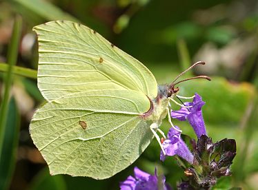 nachhaltigkeit-umwelt-blumenschmuck-zitronenfalter-4