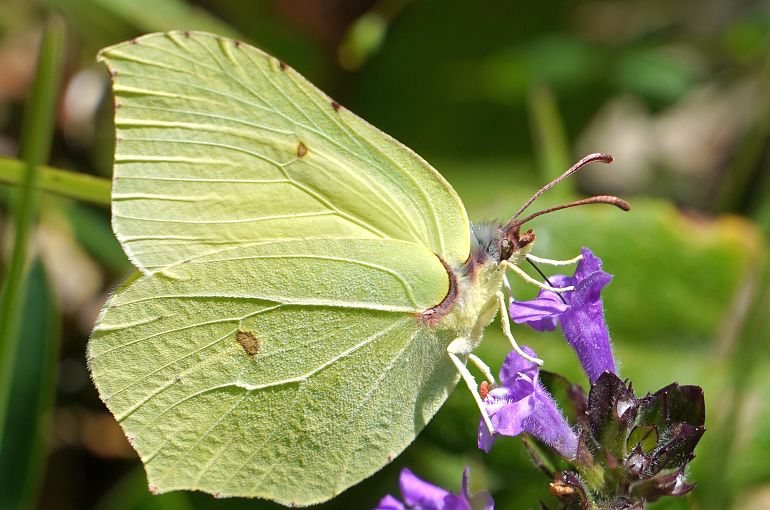 nachhaltigkeit-umwelt-blumenschmuck-zitronenfalter