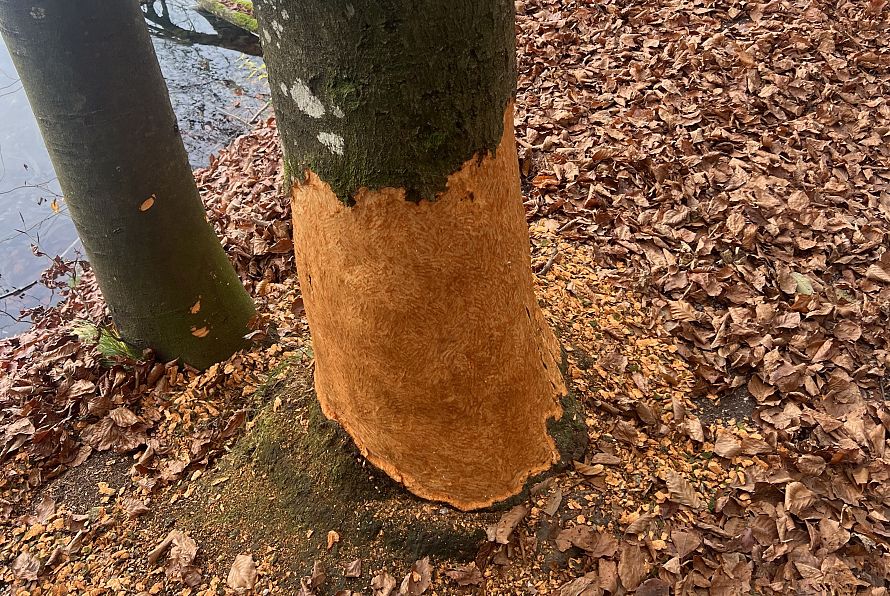 Hechtsee_(c)_StandortmarketingKufstein