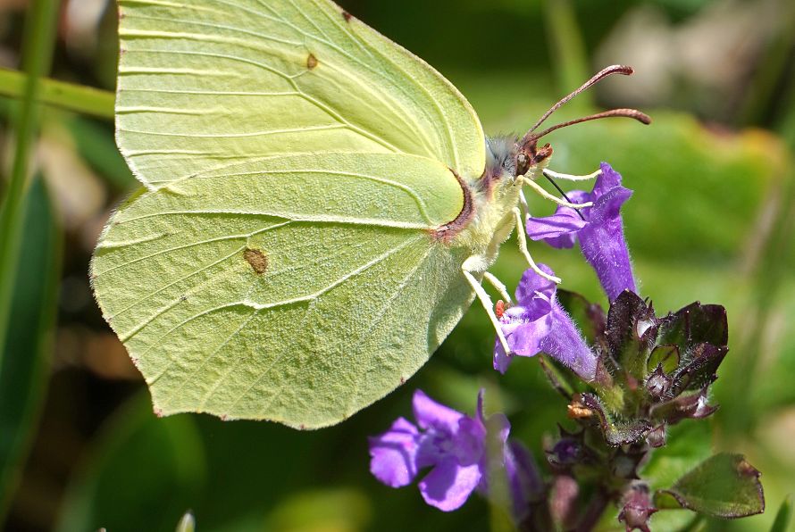 2604_Rikscha_Wohnheim(c)StandortmarketingKufstein_0396-2