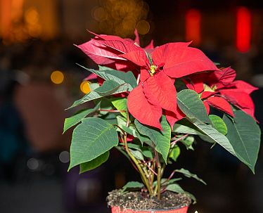 slim-25-12-kufstein-senioren-0847-c-ines-entleitner